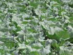 Weißkohl-Brassica oleracea var. capitata