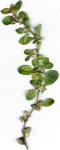 Papageienblatt - Alternanthera caracasana