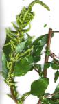 Zweifelhafter Fuchsschwanz - Amaranthus dubius