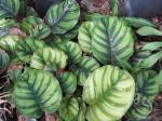 : - Calathea orbifolia