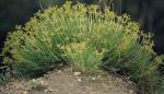 : - Pteryxia hendersonii