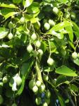 : - Calophyllum soualattri