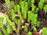 : - Crassula ericoides