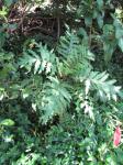 : - Cyanea asplenifolia