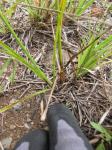 : - Cyperus hillebrandii