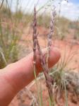 : - Hilaria jamesii
