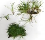 : - Eleocharis radicans