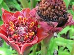 : - Etlingera hemisphaerica