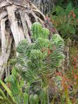 : - Euphorbia pseudocactus