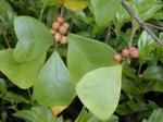 :-Ficus triangularis