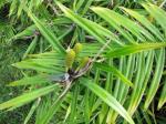 :-Freycinetia cumingiana