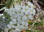 : - Heliotropium anomalum