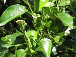 : - Hernandia nymphaeifolia