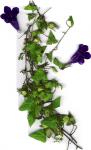 : - Maurandya barclaiana