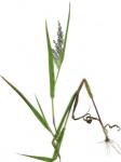 : - Panicum konaense