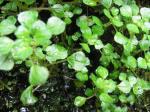 : - Pilea peploides