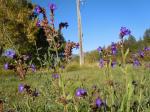 Gemeine Ochsenzunge - Anchusa officinalis