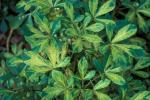 : - Pseudopanax lessonii