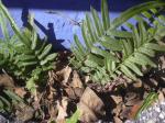 : - Pteris vittata