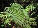 : - Sadleria souleyetiana