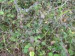 : - Salvia occidentalis