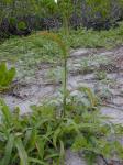 Quirlige Borstenhirse - Setaria verticillata