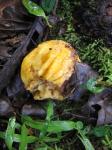 : - Terminalia ivorensis