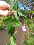 : - Vigna speciosa