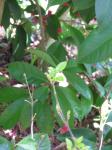 : - Wikstroemia bicornuta