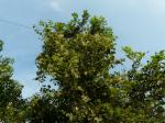 Palisander - Dalbergia latifolia