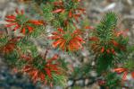 : - Erica abietina subsp. aurantiaca