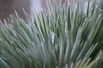 : - Chamaerops humilis var. humilis