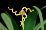 : - Masdevallia caudivolvula