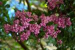 : - Syzygium smithii