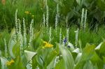 : - Platanthera dilatata var. leucostachys