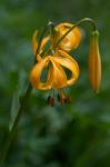 : - Lilium kelleyanum