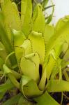 : - Aechmea triangularis