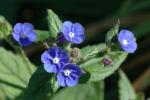 Kap-Ochsenzunge - Anchusa capensis