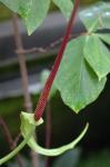 : - Anthurium standleyi