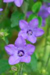 : - Campanula alata