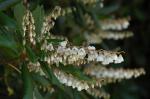 : - Clethra arborea