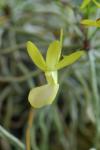 : - Dendrophylax funalis