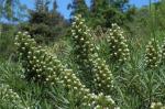 : - Echium onosmifolium