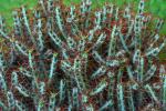 Christusdorn - Euphorbia aeruginosa