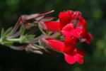 : - Gambelia speciosa