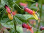 : - Lobelia mexicana