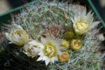 : - Mammillaria crinita