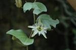 : - Passiflora tatei