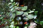 : - Piper ornatum