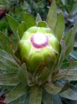 : - Protea coronata